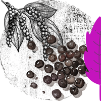 Black Pepper