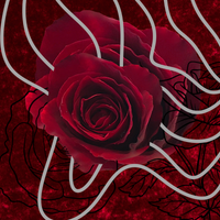 Velvet Rose