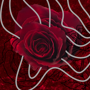 Velvet Rose
