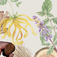 Patchouli